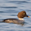 Common Goldeneye